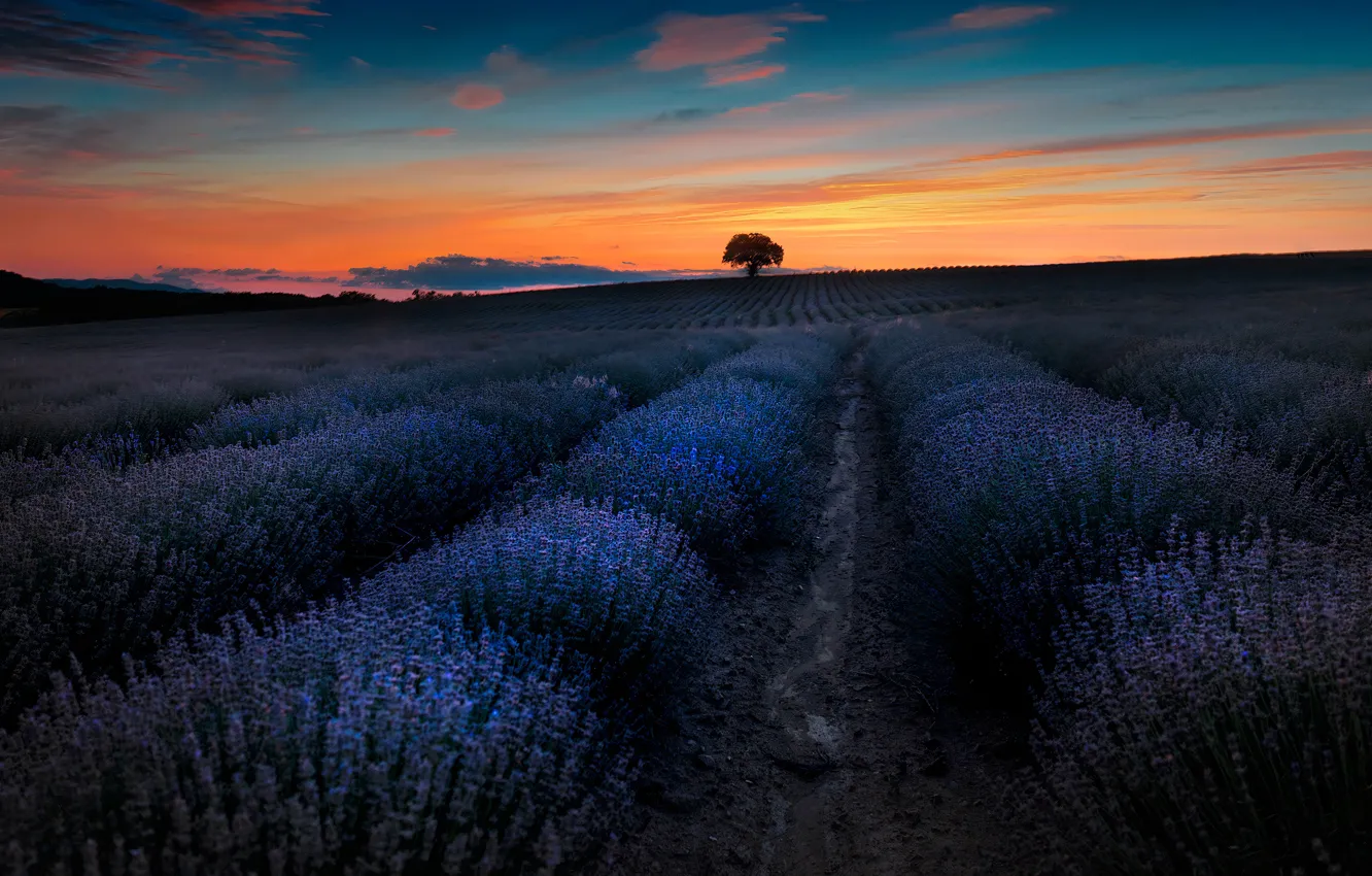 Photo wallpaper summer, clouds, trees, sunset, flowers, dal, the evening, horizon