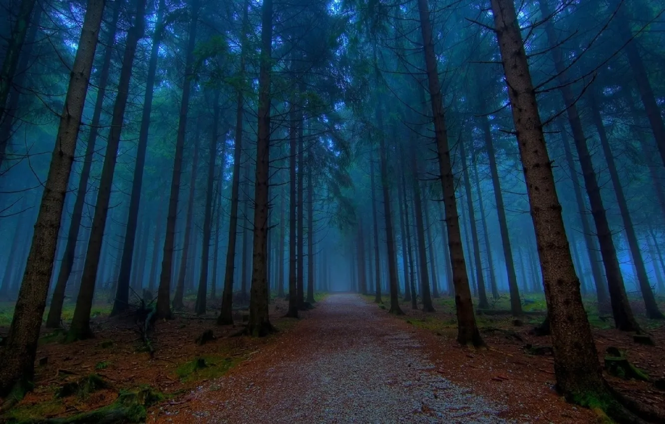 Photo wallpaper forest, trees, landscape, nature, fog, track, forest, twilight