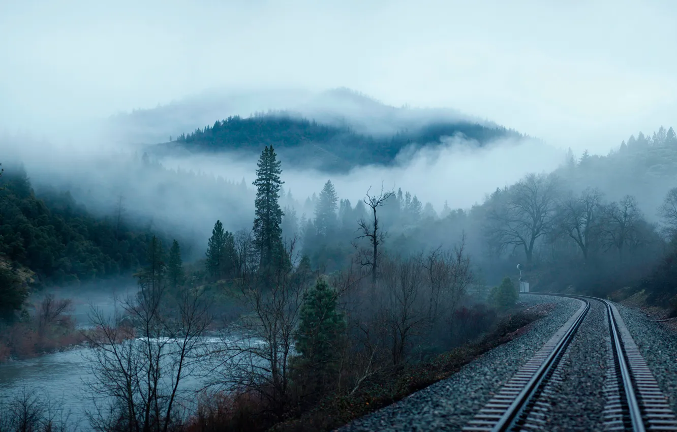 Photo wallpaper forest, fog, morning