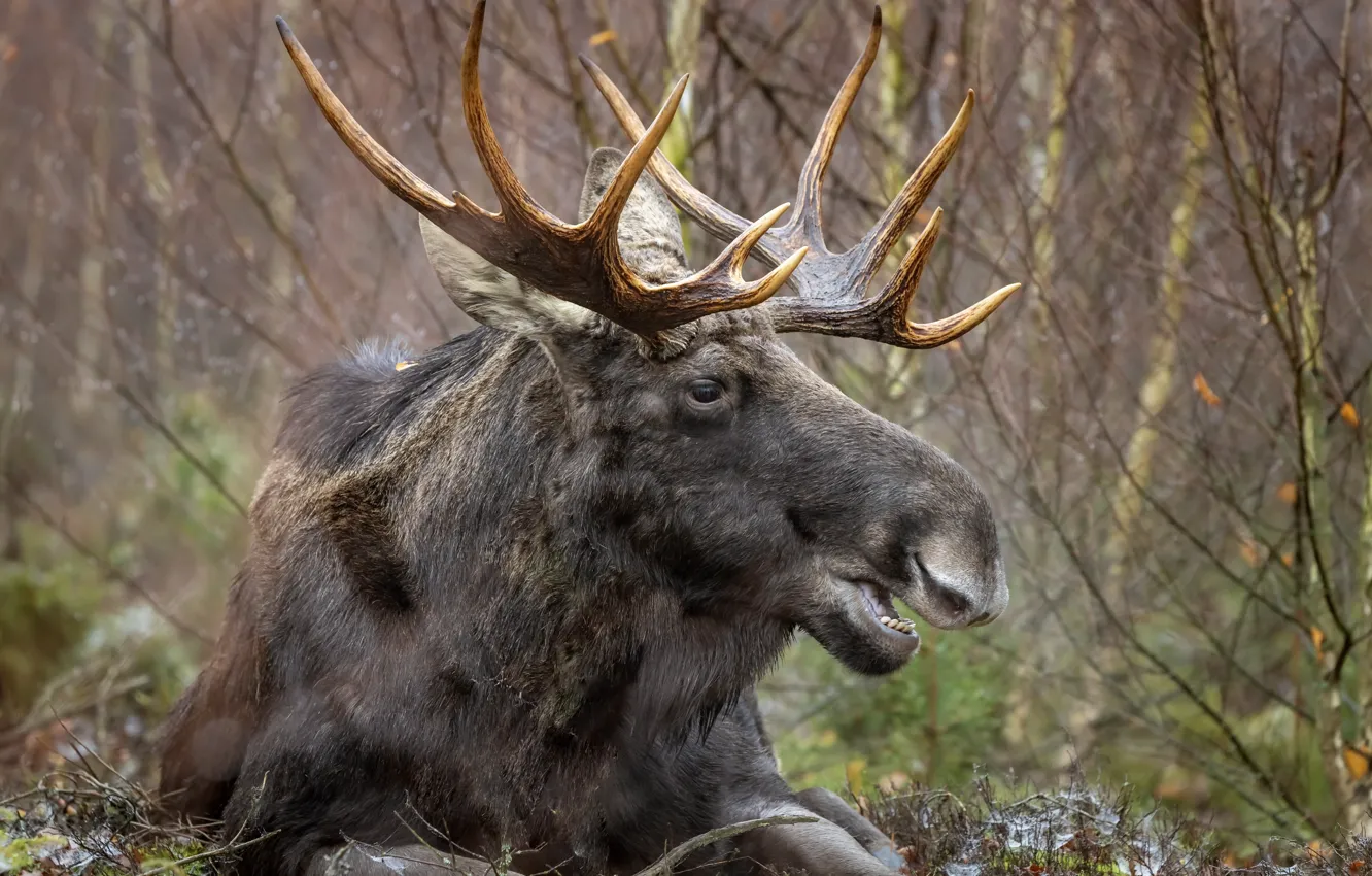 Photo wallpaper forest, nature, moose