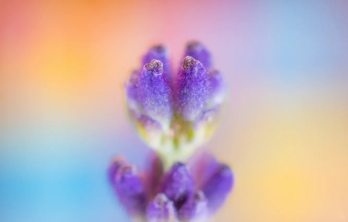Photo wallpaper flower, macro, flowers, background, lavender