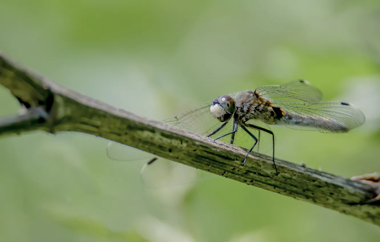 Photo wallpaper summer, look, macro, dragonfly