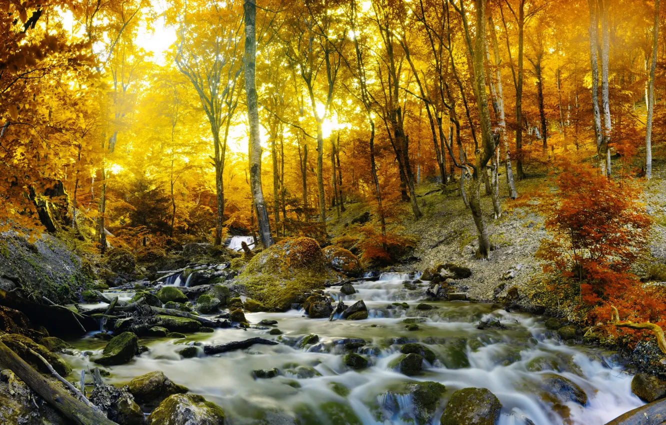 Photo wallpaper autumn, forest, trees, stream, stones, foliage, yellow
