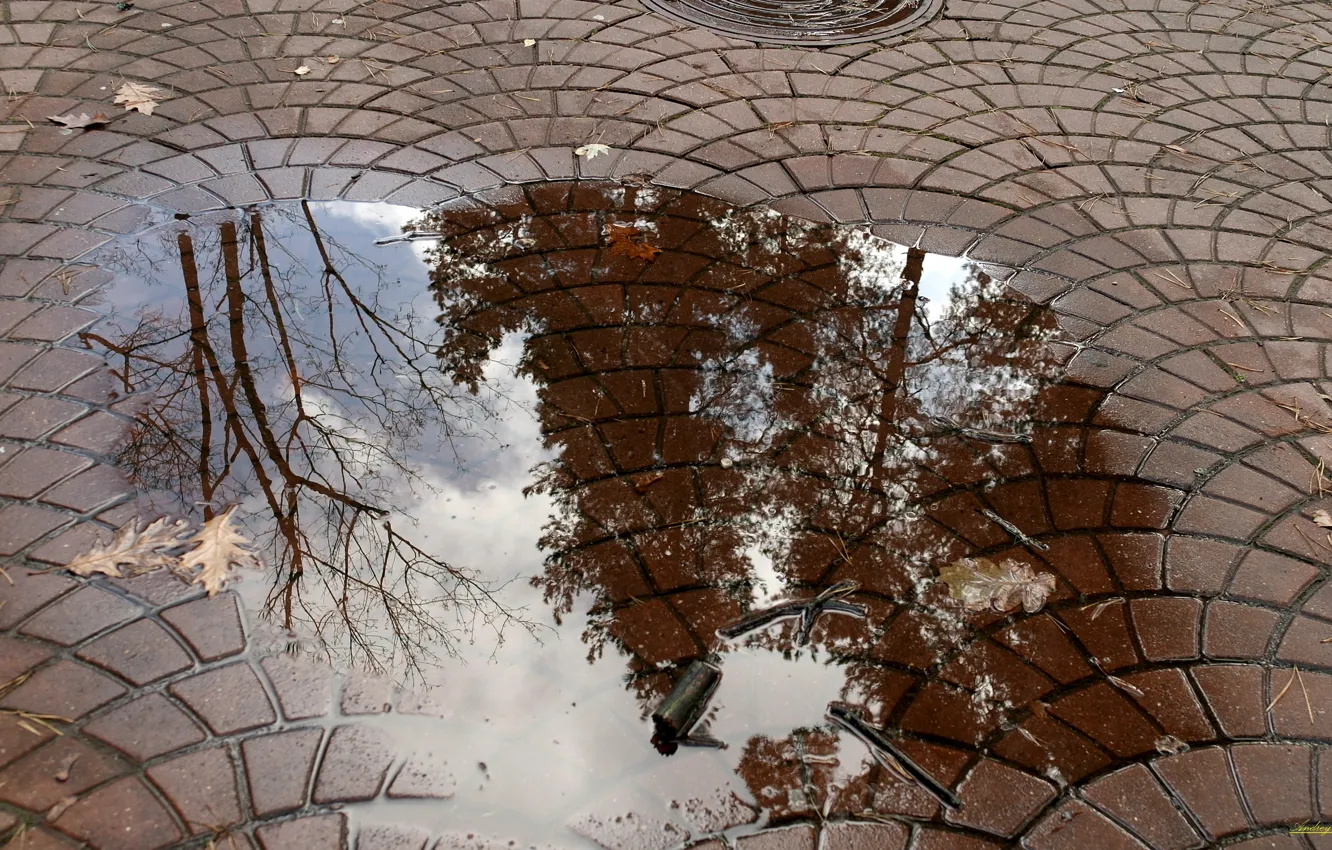 Photo wallpaper Autumn, Puddle, Water reflection