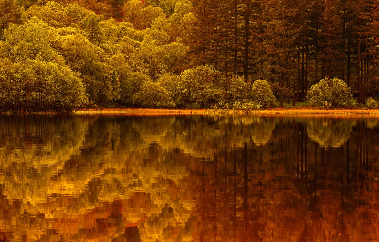 Photo wallpaper forest, lake, reflection
