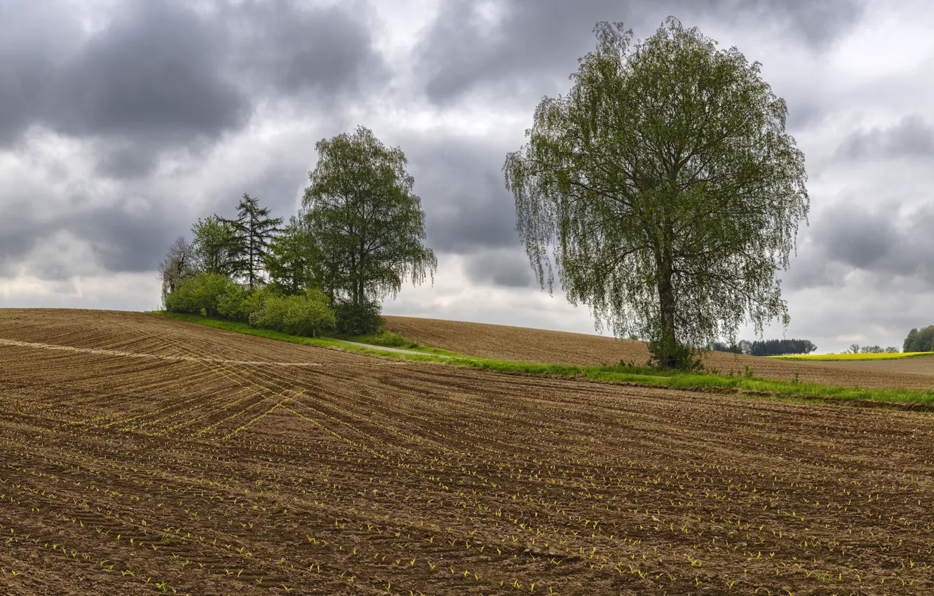 Photo wallpaper field, tree, arable land