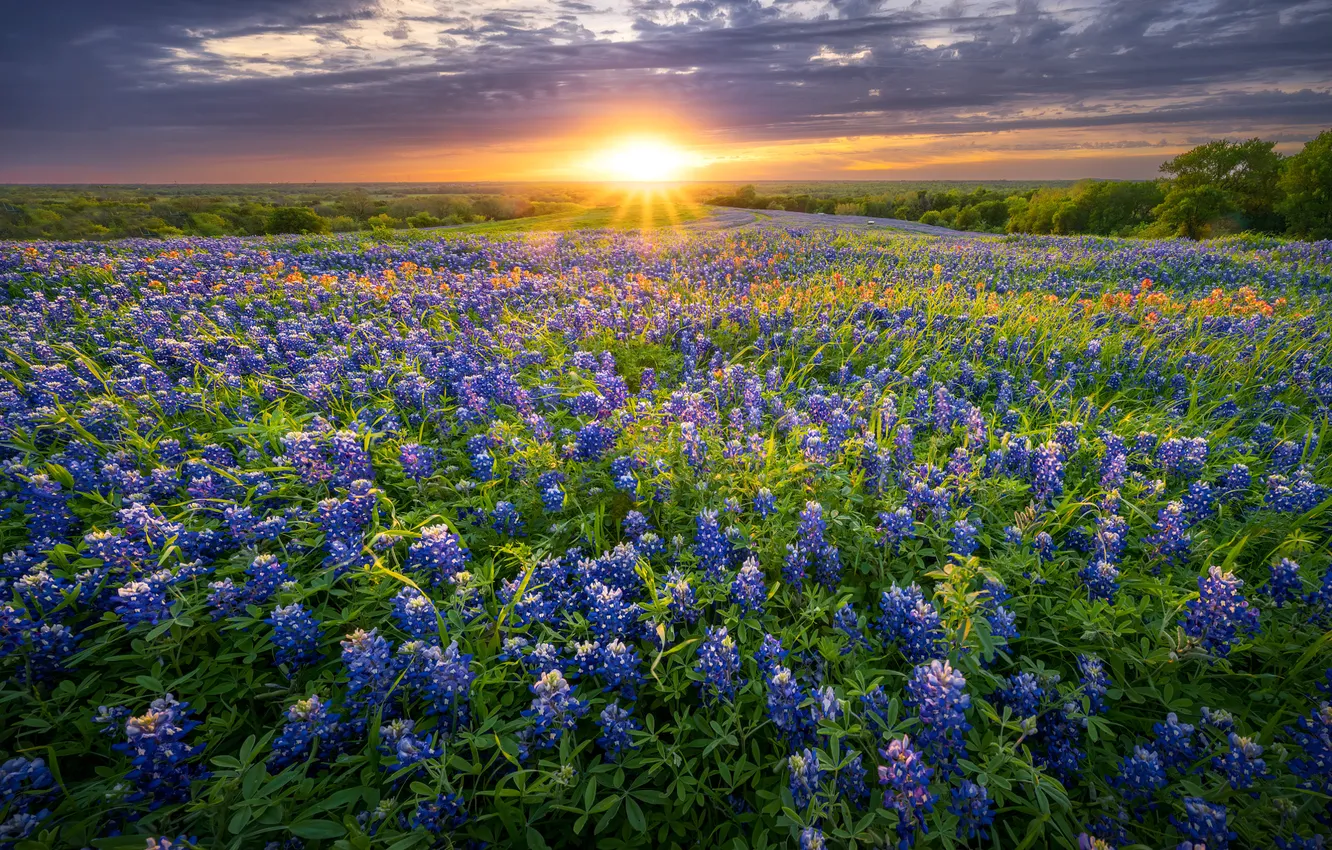 Photo wallpaper field, flowers, lupins