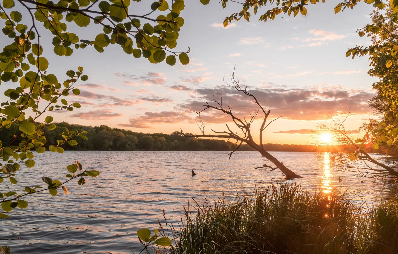 Photo wallpaper grass, landscape, sunset, branches, nature, lake, foliage, snag