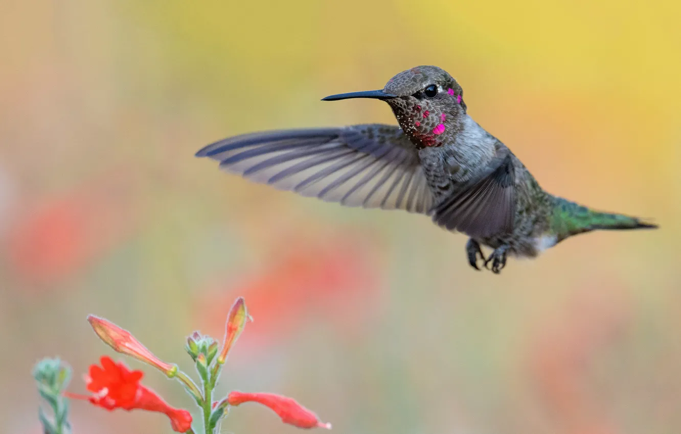 Photo wallpaper flowers, bird, Hummingbird