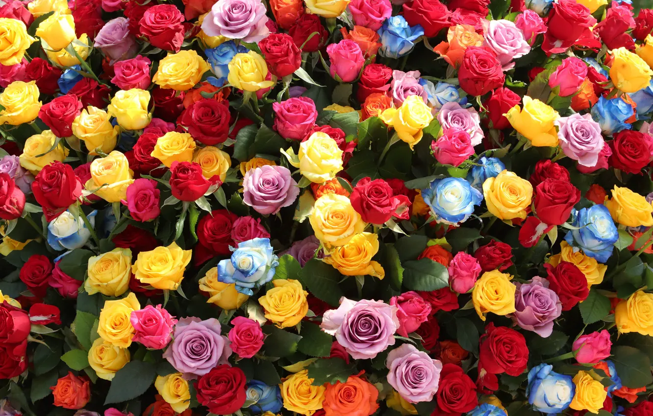 Photo wallpaper flowers, bright, roses, yellow, blue, red, pink, buds