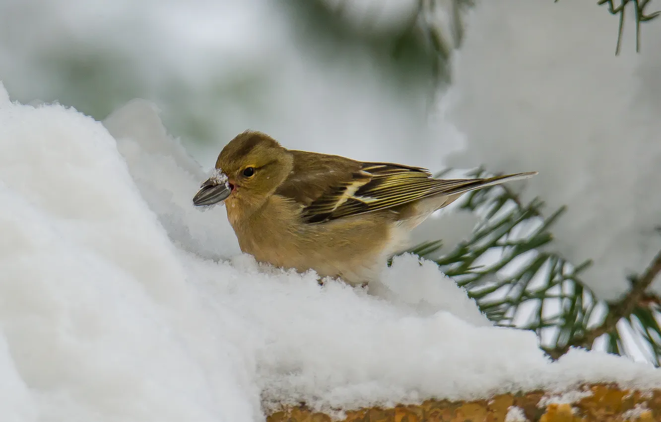 Photo wallpaper snow, nature, bird, Chaffinch, photohunt