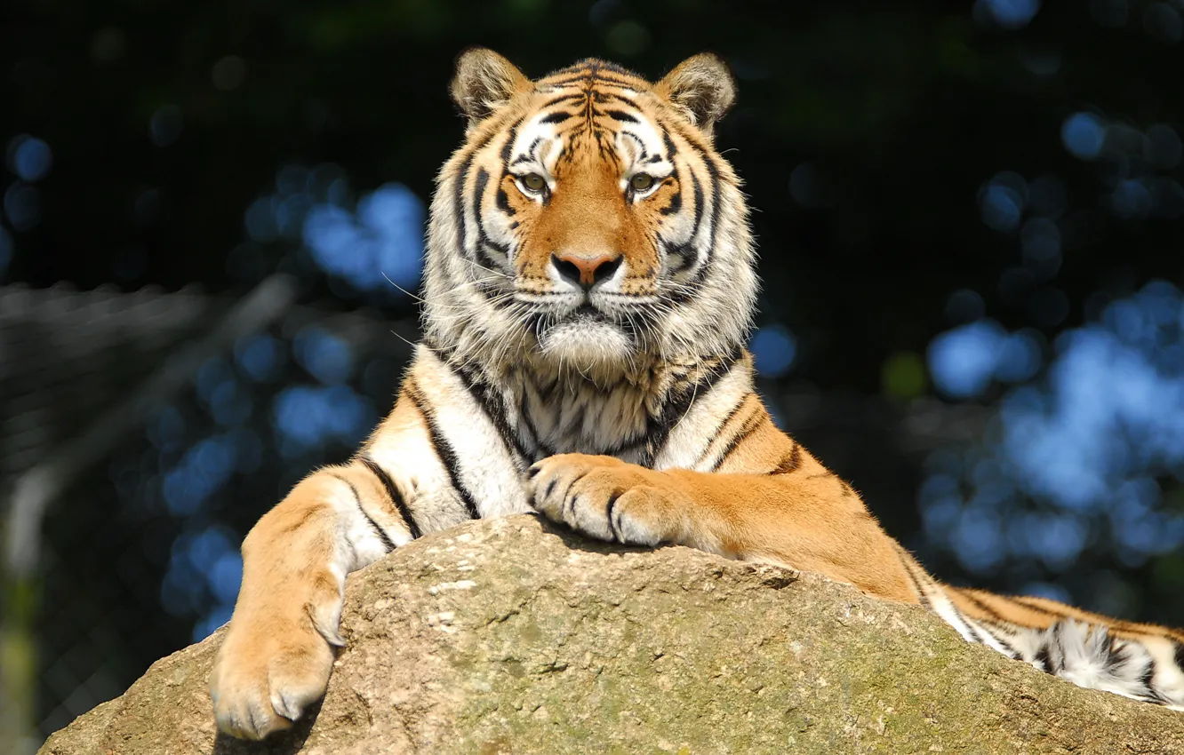 Photo wallpaper look, tiger, stones, stay, Amur