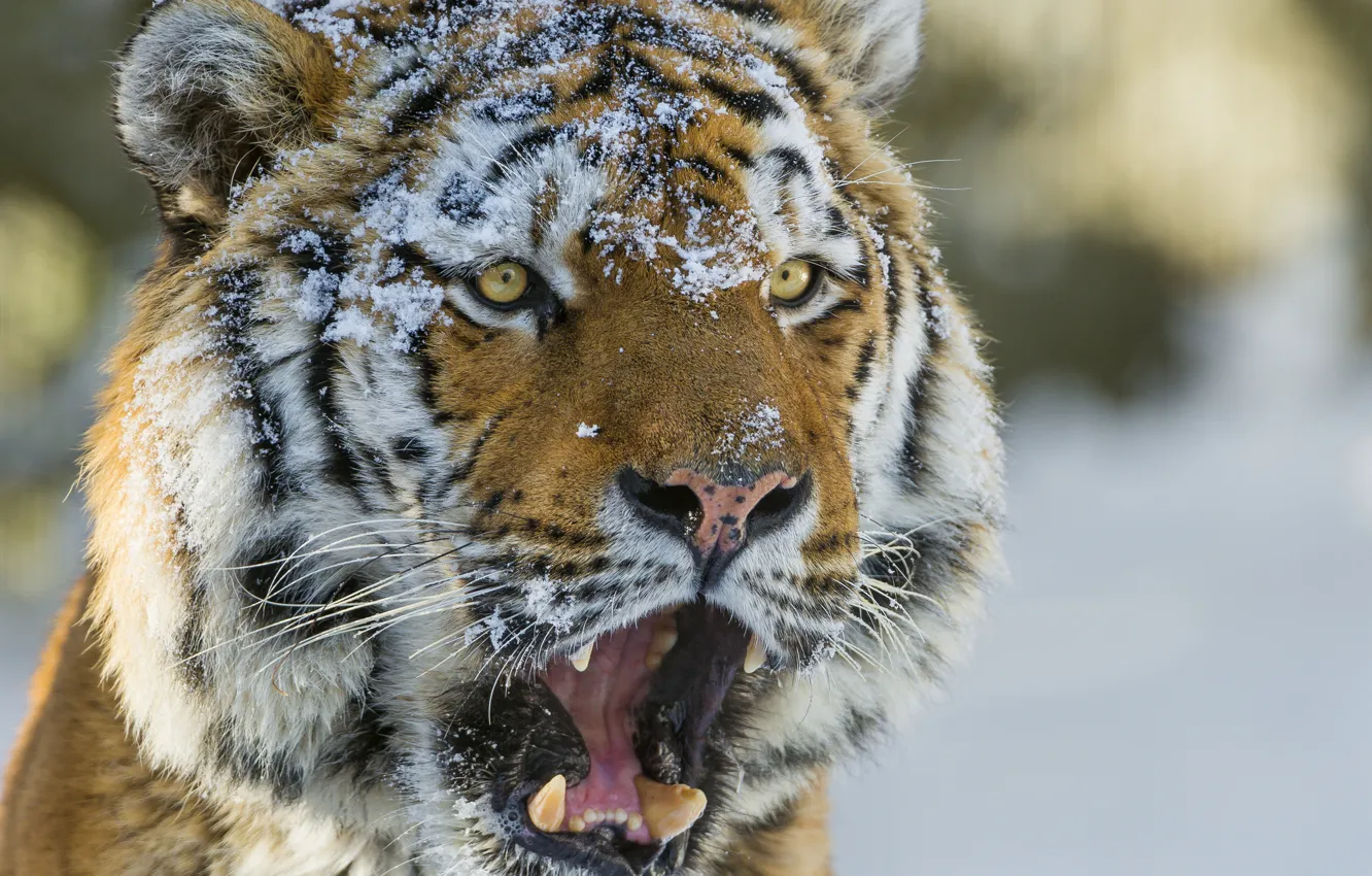 Photo wallpaper cat, look, face, snow, tiger, the Amur tiger, ©Tambako The Jaguar