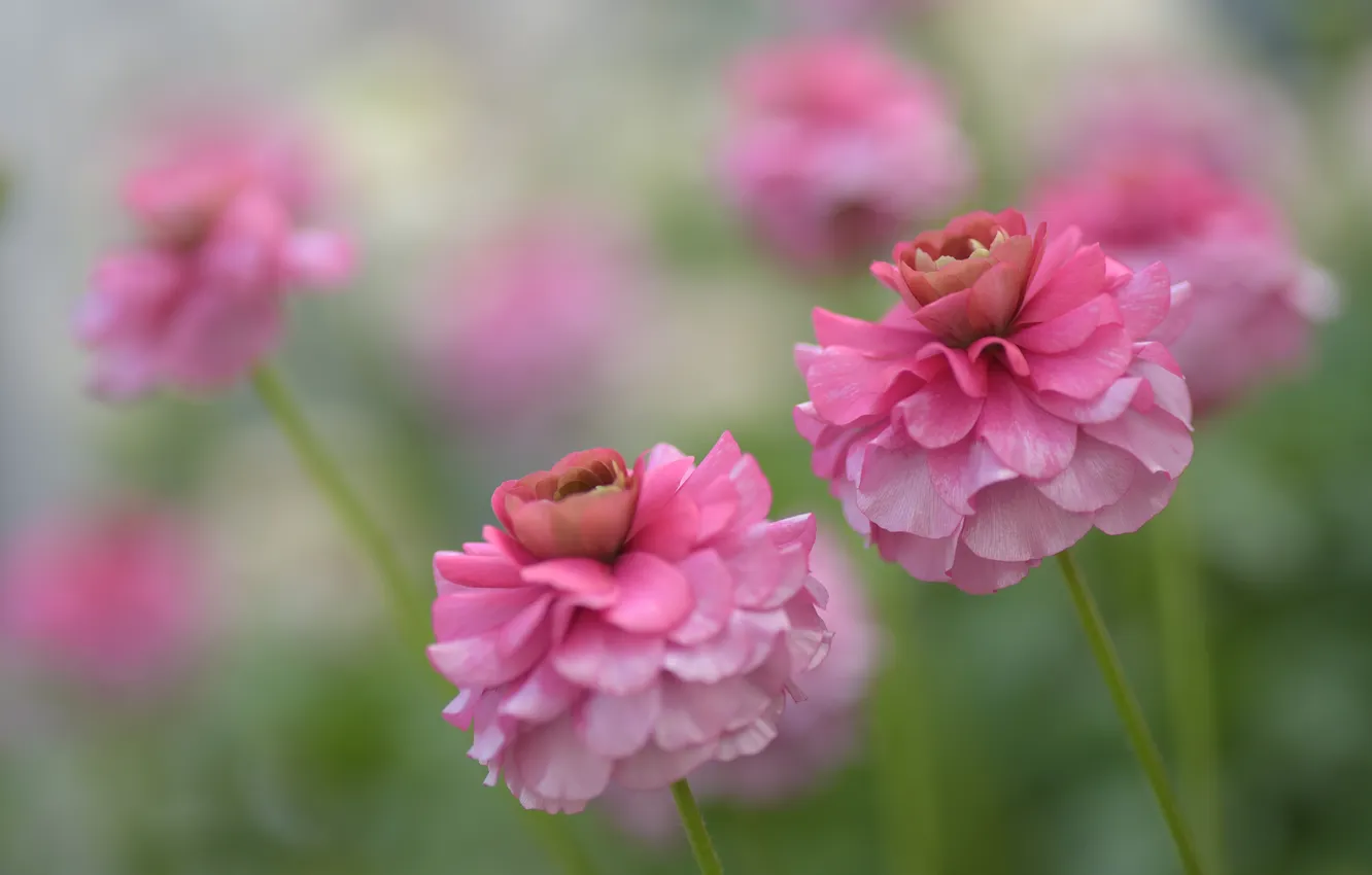 Photo wallpaper flowers, blur, pink, Duo, flowerbed, blur, bokeh, Ranunculus