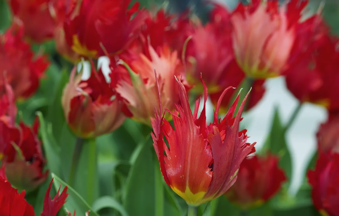 Photo wallpaper flowers, spring, tulips, red, buds, bokeh