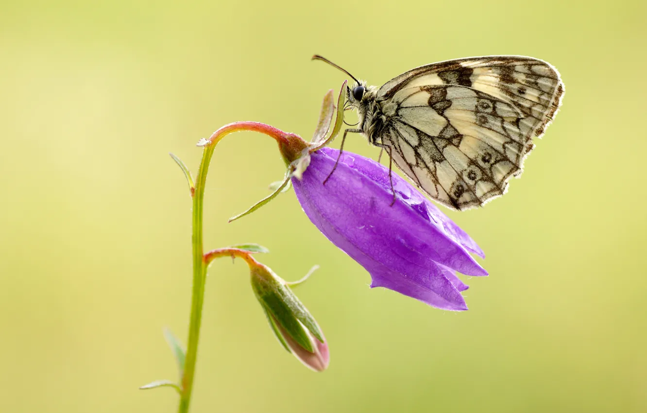 Photo wallpaper white, summer, drops, macro, flowers, yellow, background, butterfly