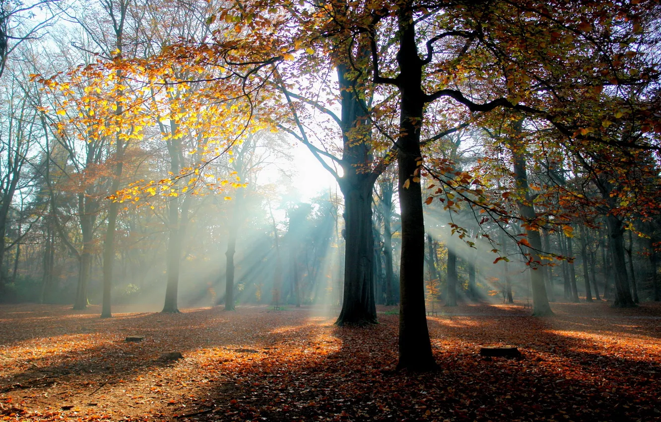 Photo wallpaper autumn, forest, light