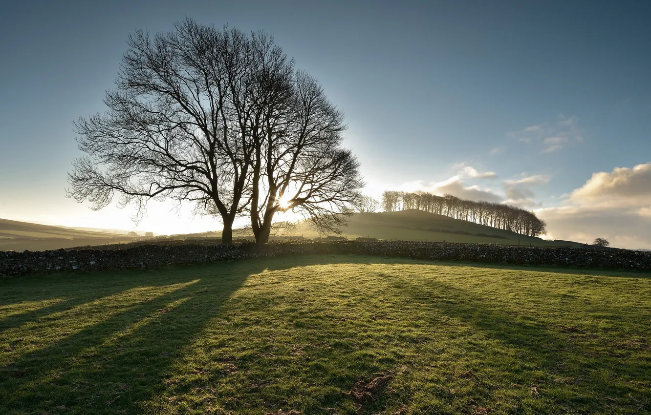 Photo wallpaper field, trees, morning