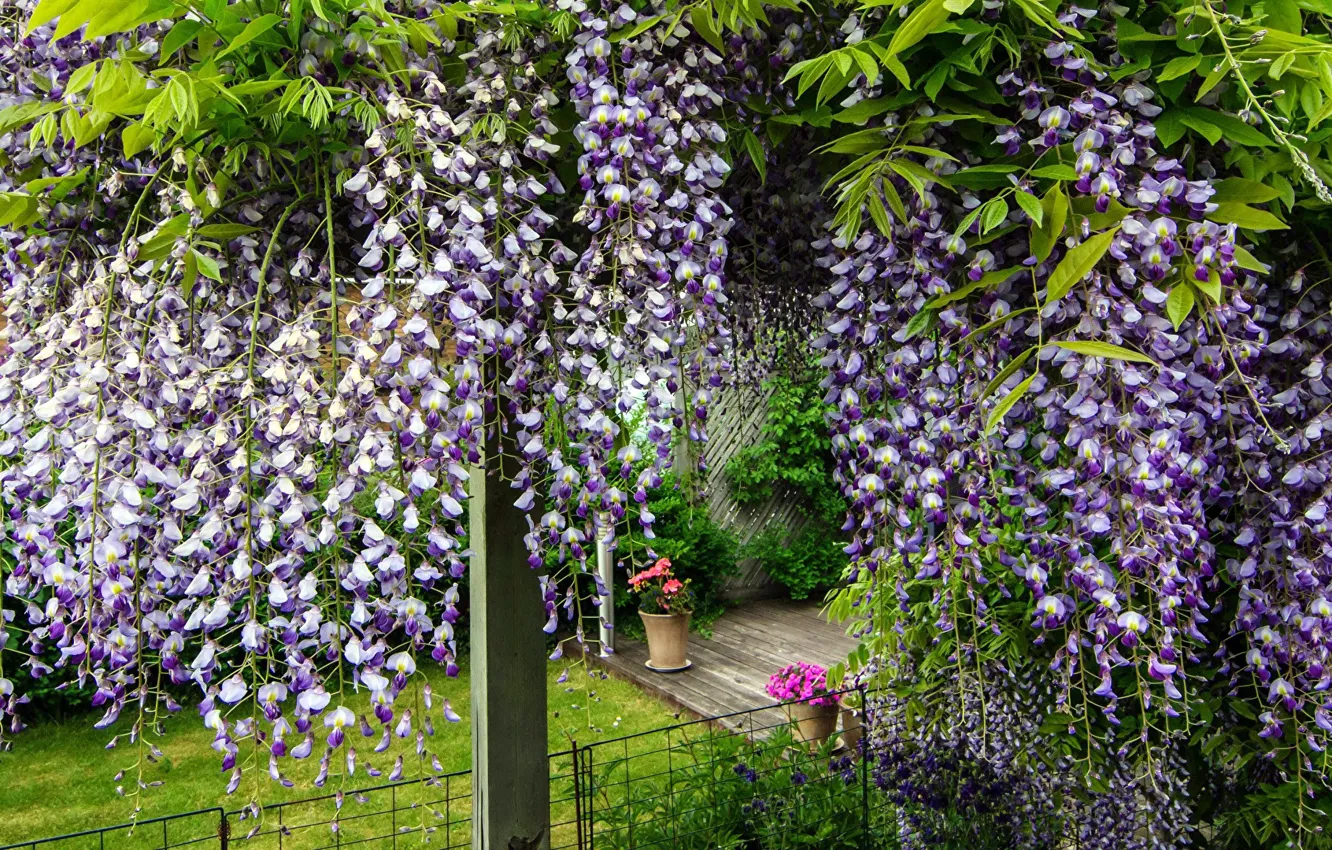 Photo wallpaper flowers, yard, Wisteria