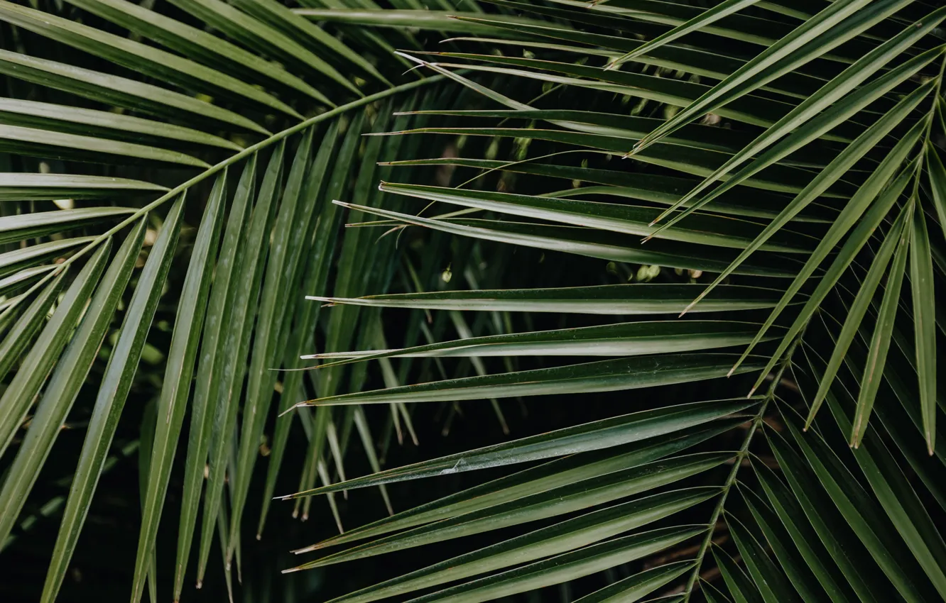 Photo wallpaper green, leaves, palm