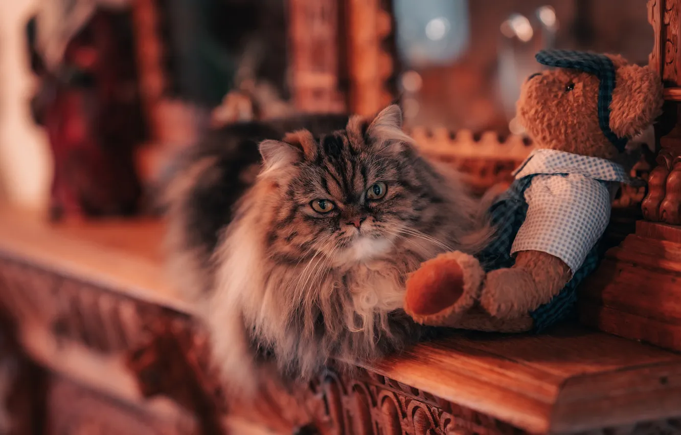 Photo wallpaper cat, cat, look, pose, toy, fluffy, bear, lies