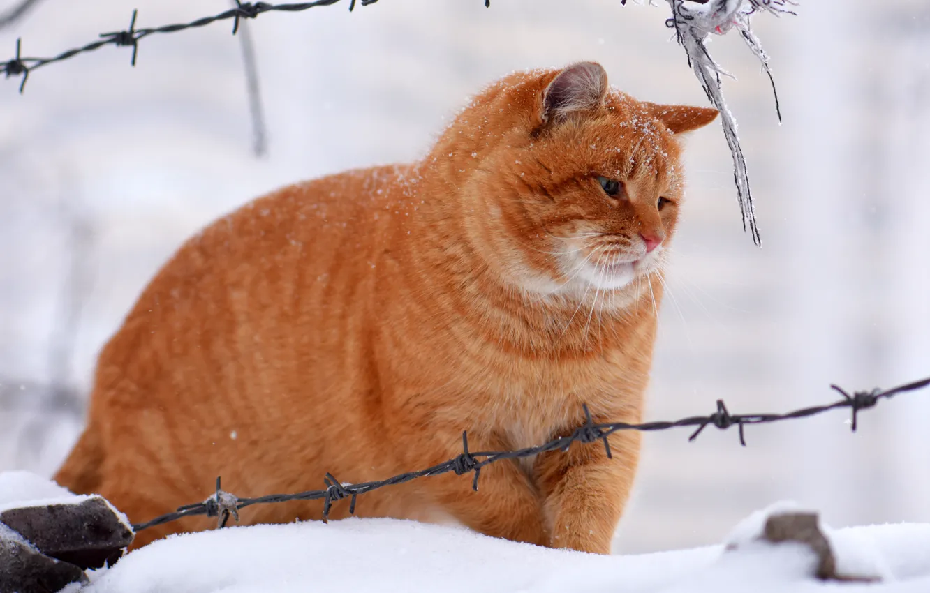 Photo wallpaper winter, cat, cat, snow, red