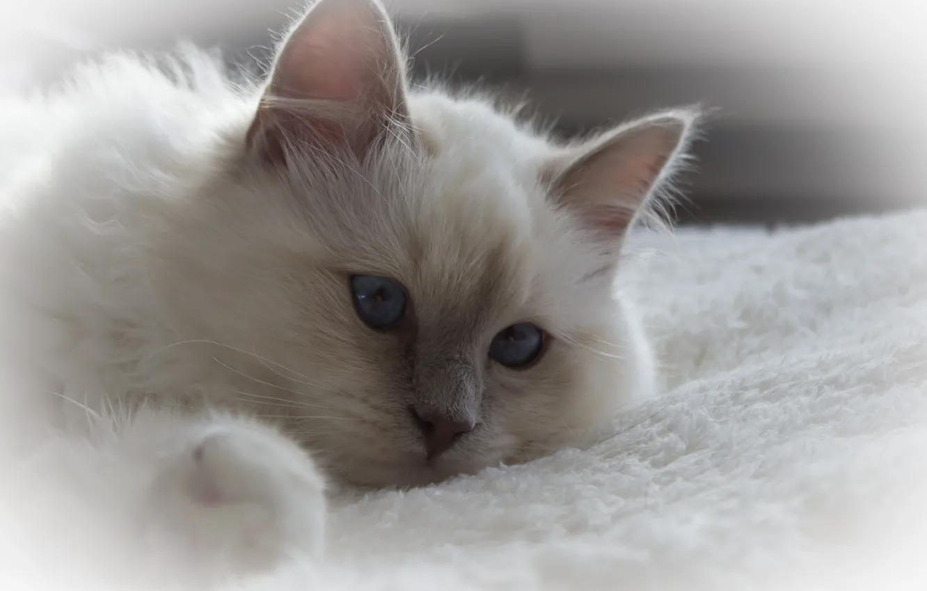 Photo wallpaper cat, white, cat, fluffy, lies, white