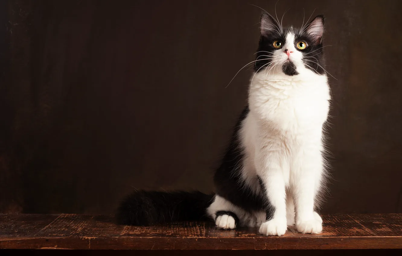 Photo wallpaper cat, cat, look, pose, the dark background, black and white, muzzle, sitting