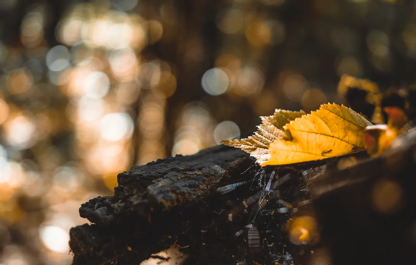 Photo wallpaper forest, leaves, trees, log, forest, tree, bokeh, bokeh