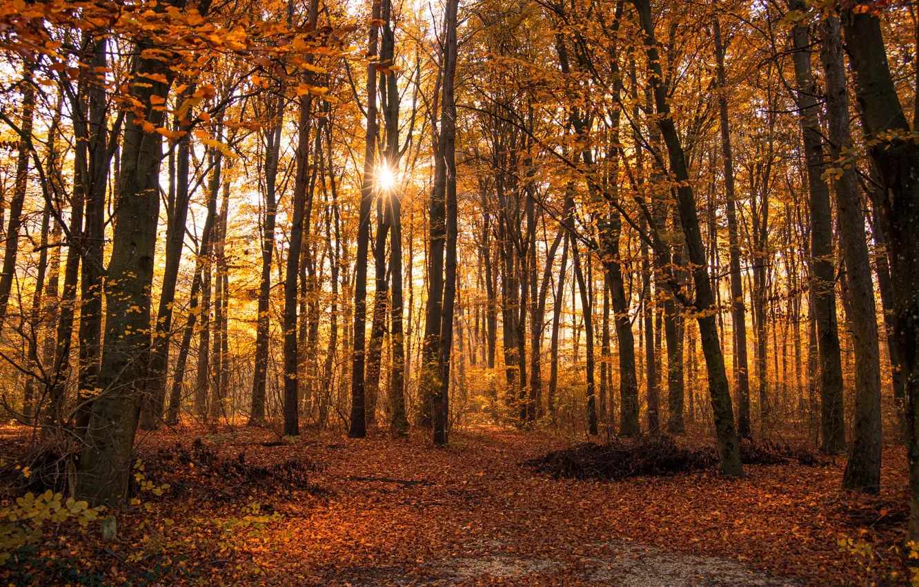 Photo wallpaper autumn, forest, leaves, trees, Park, the rays of the sun, yellow