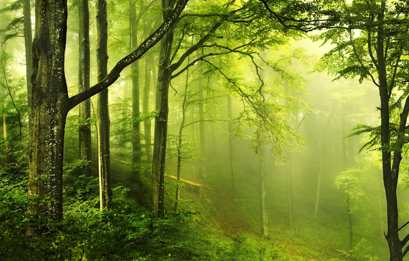 Photo wallpaper greens, forest, fog, photo