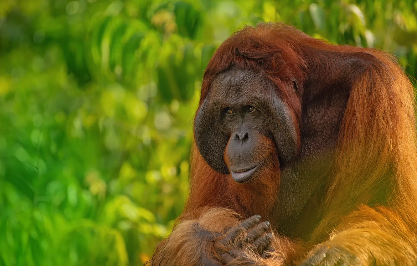 Photo wallpaper monkey, nature, portrait, palm, primate, orang-utan, orangutan