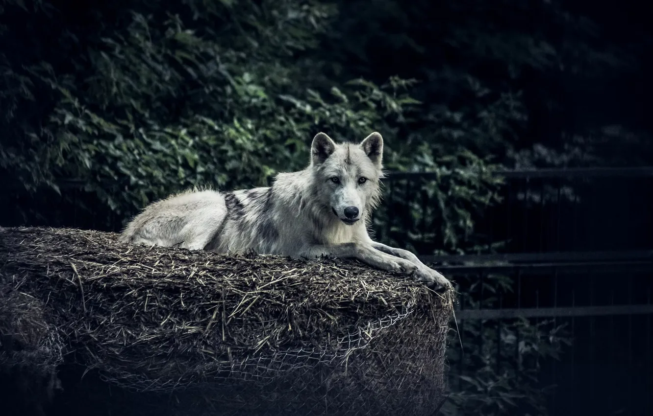 Photo wallpaper Predator, nature, animal, wolf, wildlife, portrait, portrait., Canis lupus. face