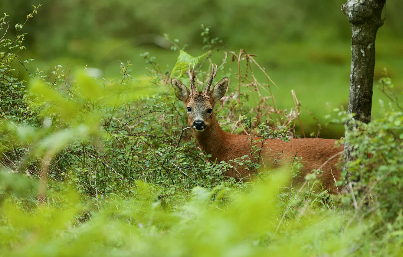Photo wallpaper look, nature, deer, ROE, meal, branches