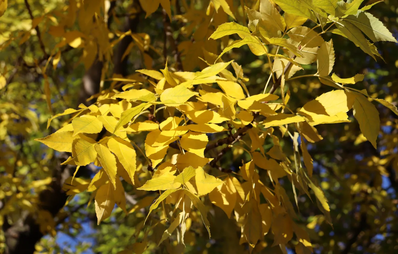 Photo wallpaper autumn, light, branches, tree, foliage, yellow, autumn leaves