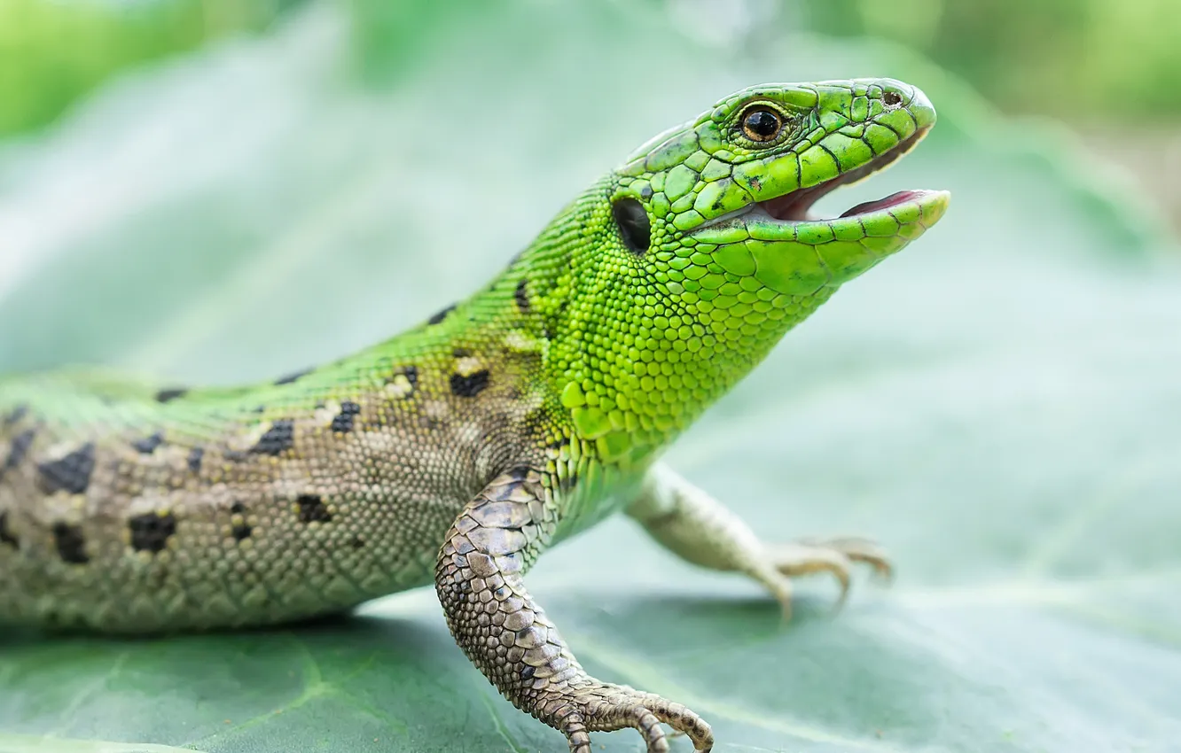 Photo wallpaper green, lizard, reptile