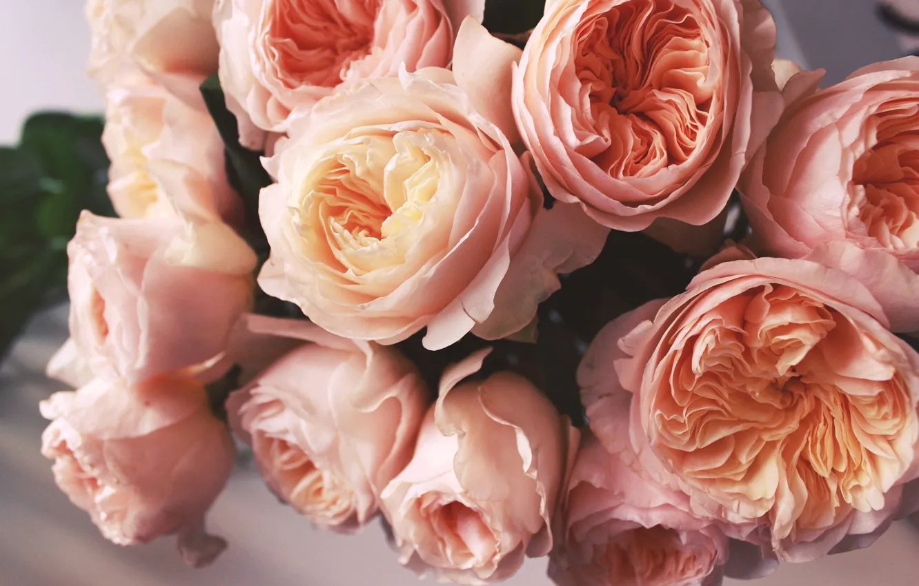 Photo wallpaper roses, buds, peach
