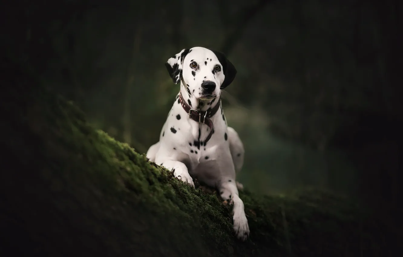 Photo wallpaper look, nature, dog