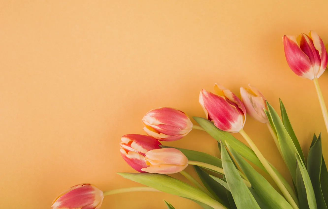 Photo wallpaper flowers, tulips, buds