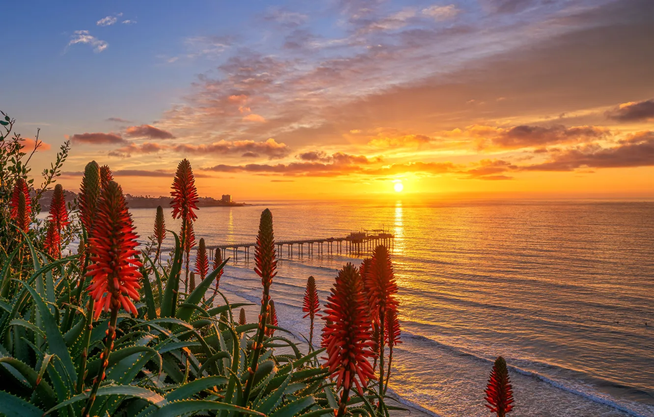 Photo wallpaper sea, sunset, flowers, shore, aloe, San Diego