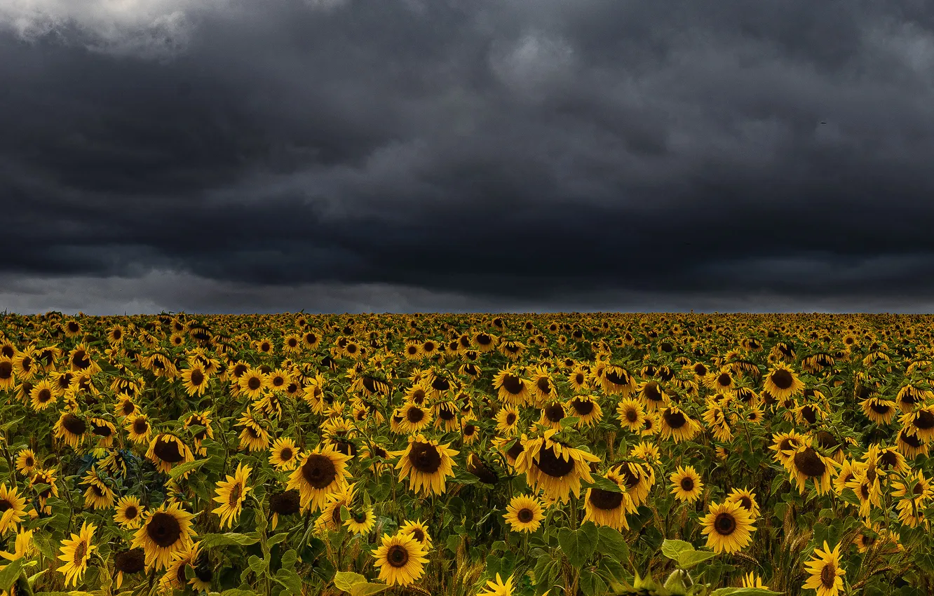 Photo wallpaper the storm, field, summer, sunflowers, flowers, clouds, plantation, storm