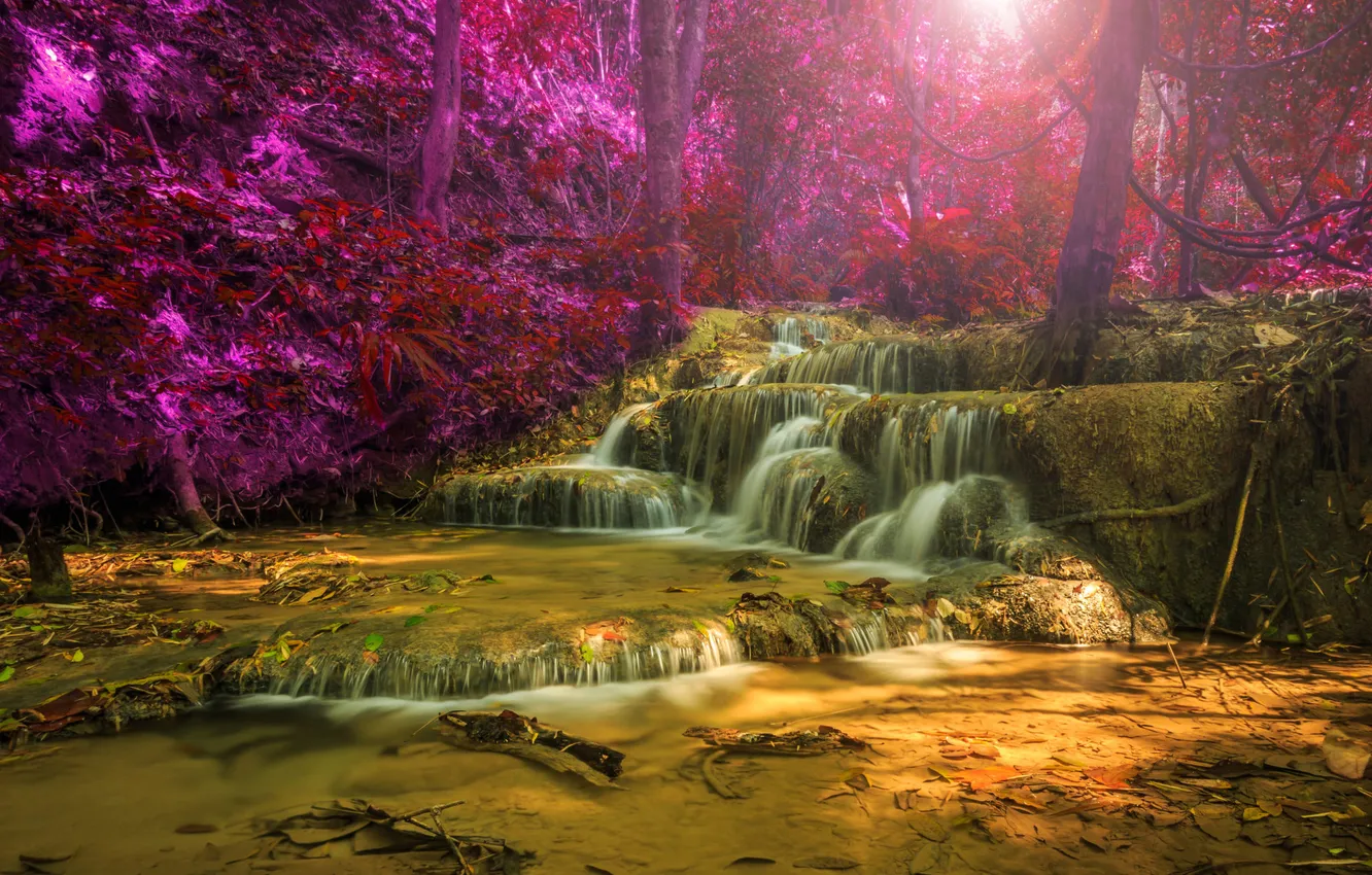 Photo wallpaper the sun, rays, light, trees, branches, nature, glare, rocks