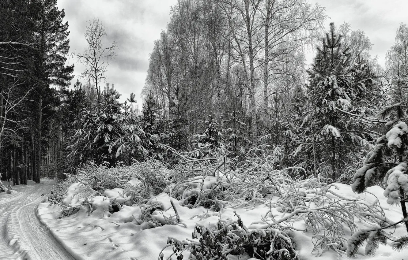 Photo wallpaper forest, snow, monochrome, The Urals