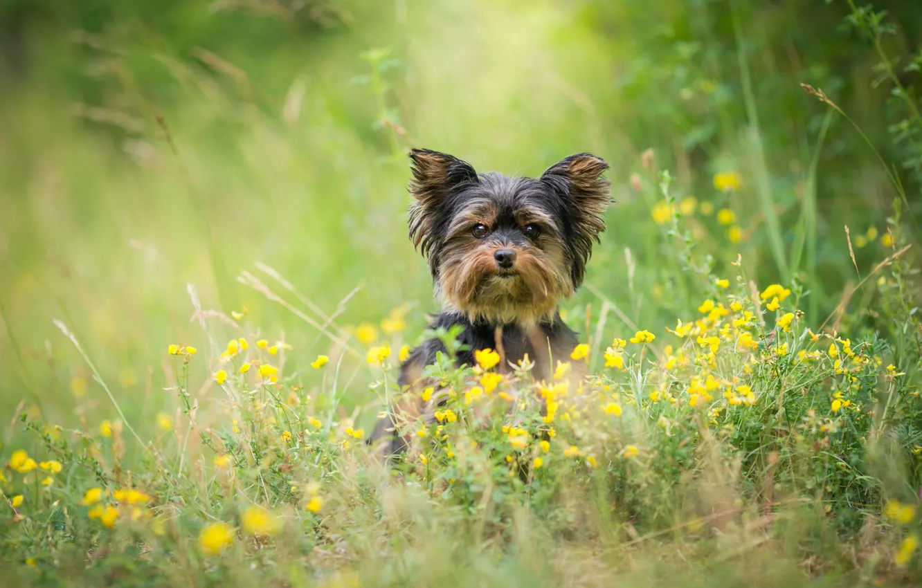 Wallpaper Greens Summer Grass Look Face Flowers Nature Pose