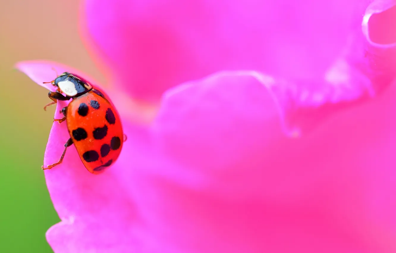 Photo wallpaper flowers, ladybug, petals, insect