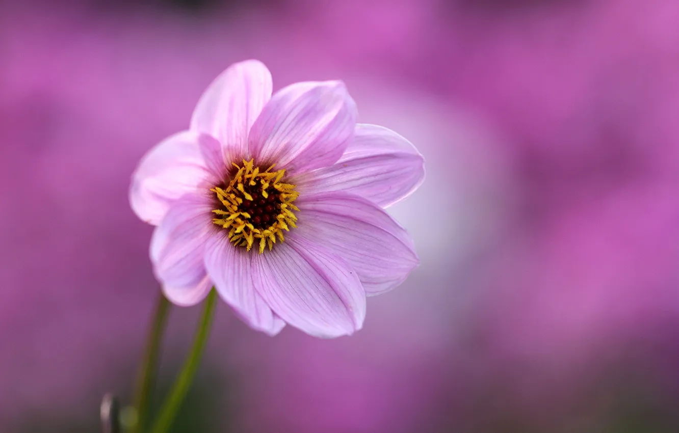 Photo wallpaper flower, background, pink, Dahlia