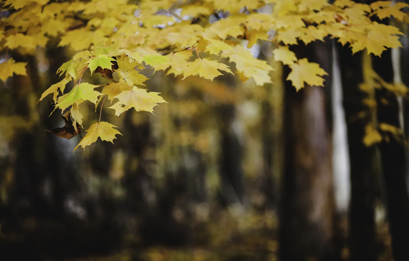 Photo wallpaper autumn, leaves, tree, yellow, orange, maple