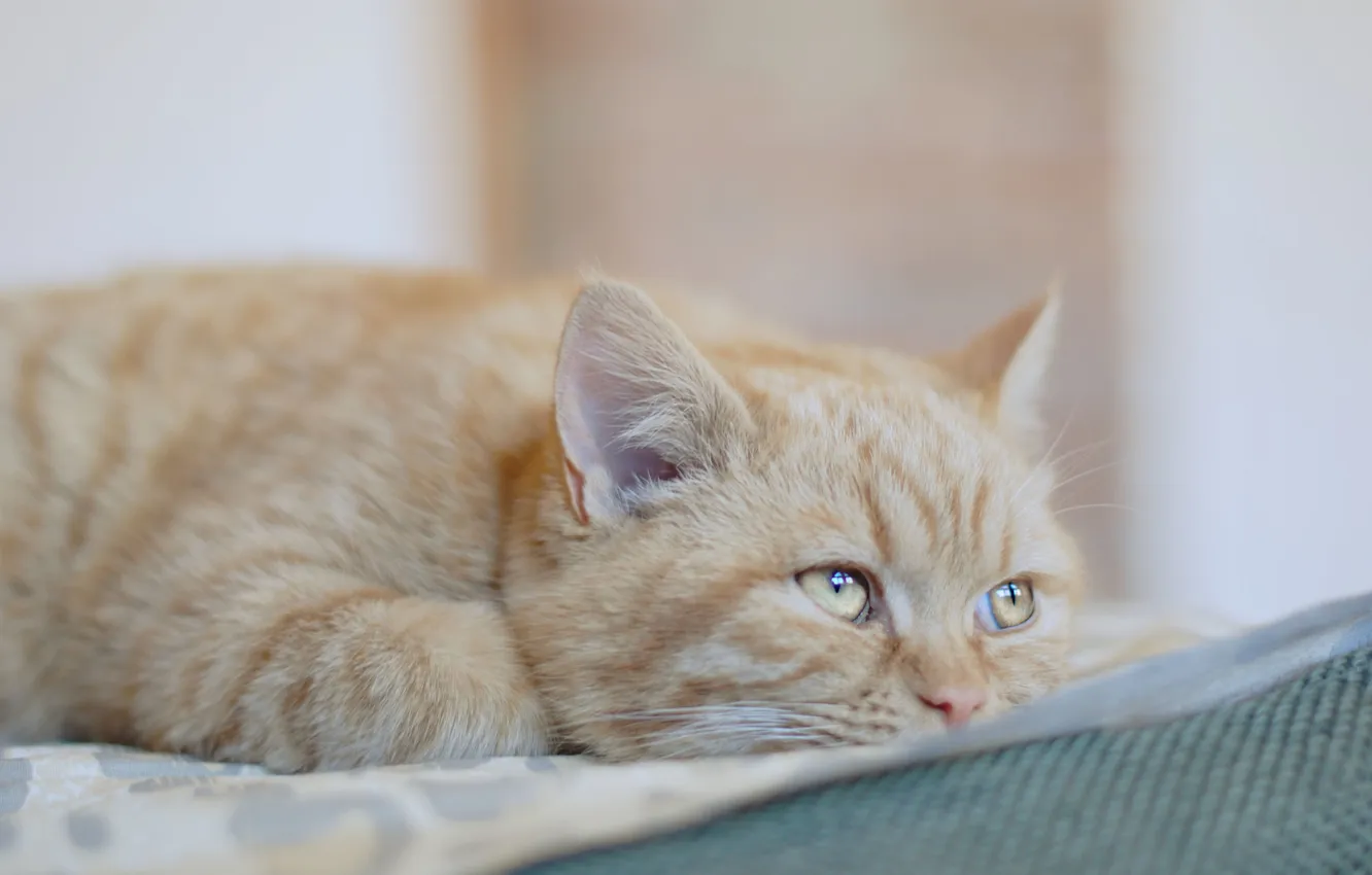 Photo wallpaper cat, look, red, ears, ears