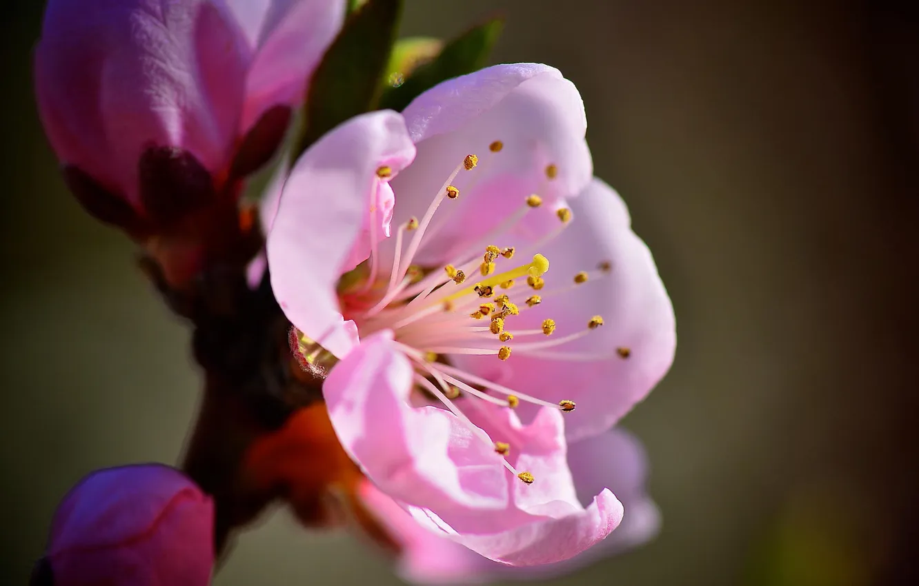 Photo wallpaper macro, flowers, branches, spring, pink