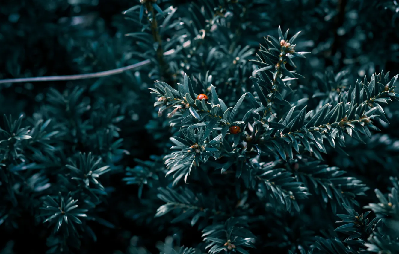 Photo wallpaper macro, needles, branches, beetle